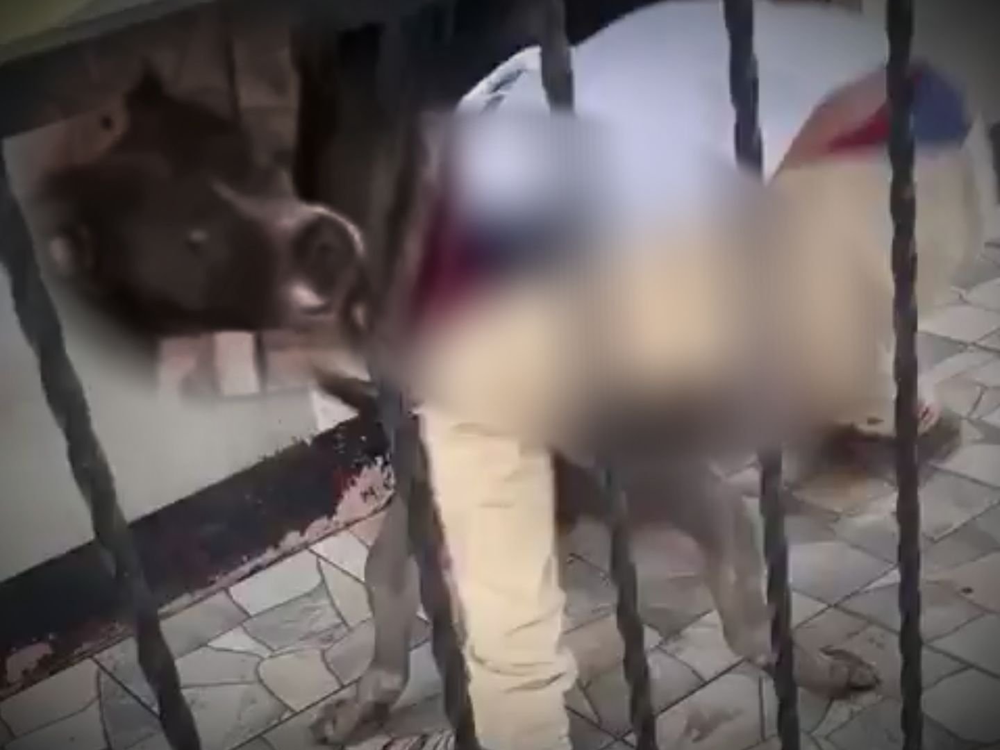 Insiden Tragis di Matagalpa: Evakuasi Pit Bull Usai Serang Seorang Wanita hingga Luka Berat