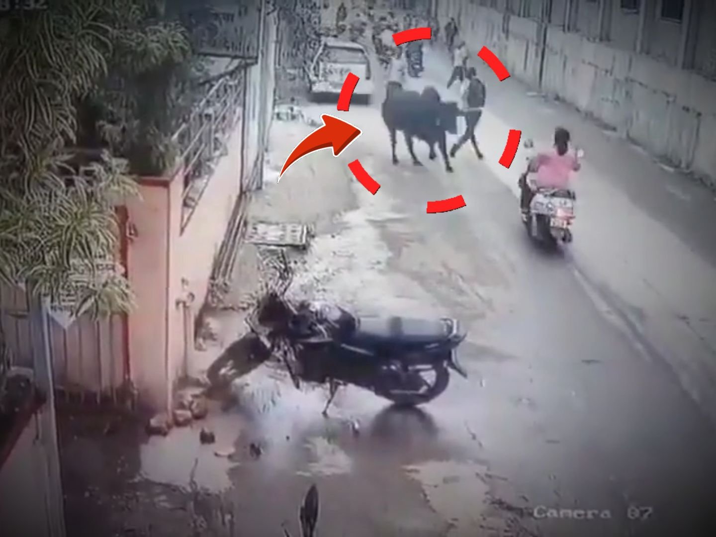Insiden Tak Terduga di Jalan Raya: Rekaman CCTV Tampilkan Kecelakaan Akibat Hewan Liar